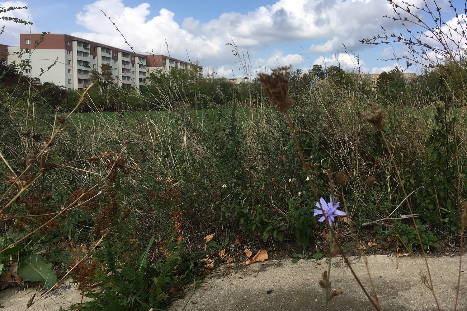 Bild: Halle-Neustadt – Zukunft des fünften Wohnkomplexes